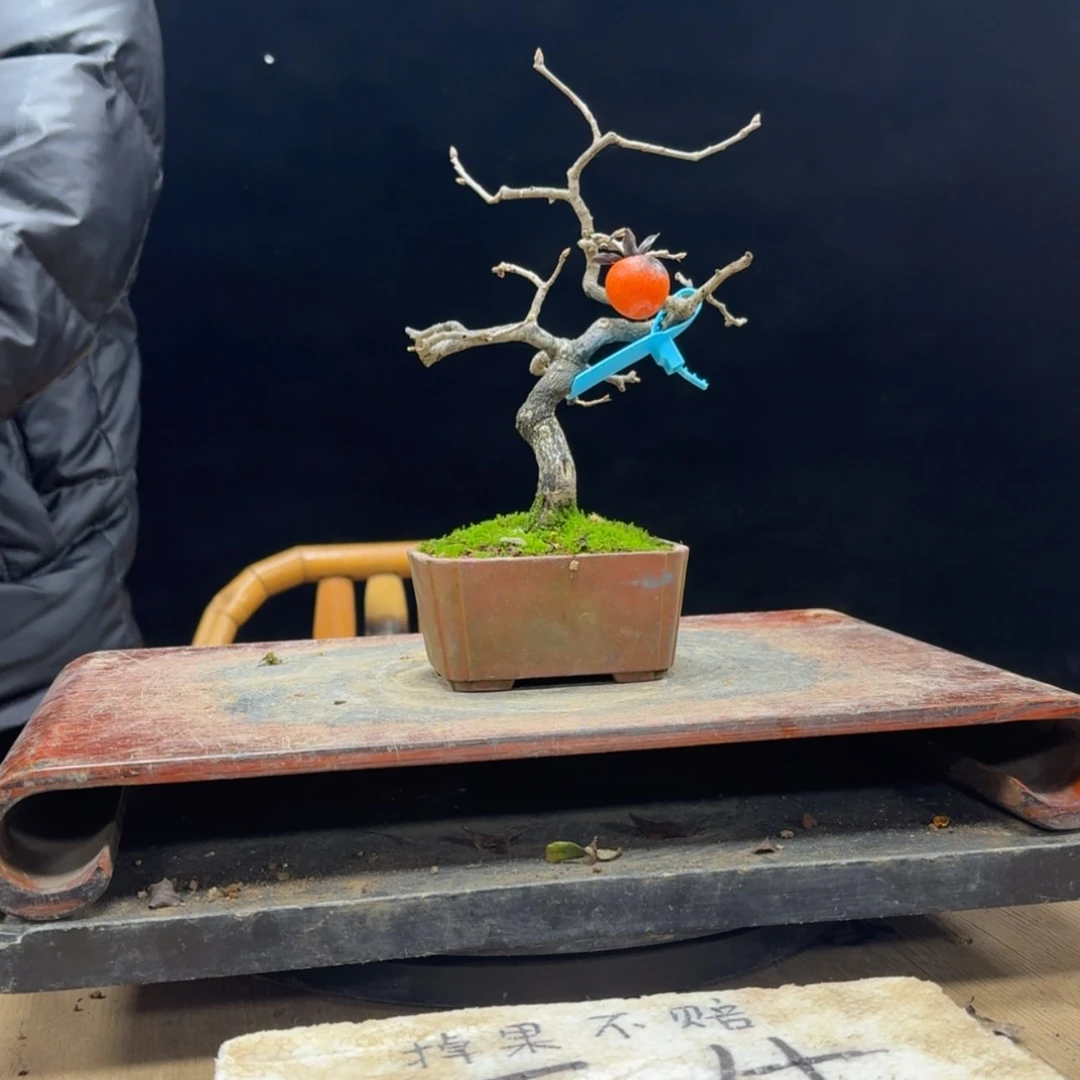 【闪购商品】盆景老*子676