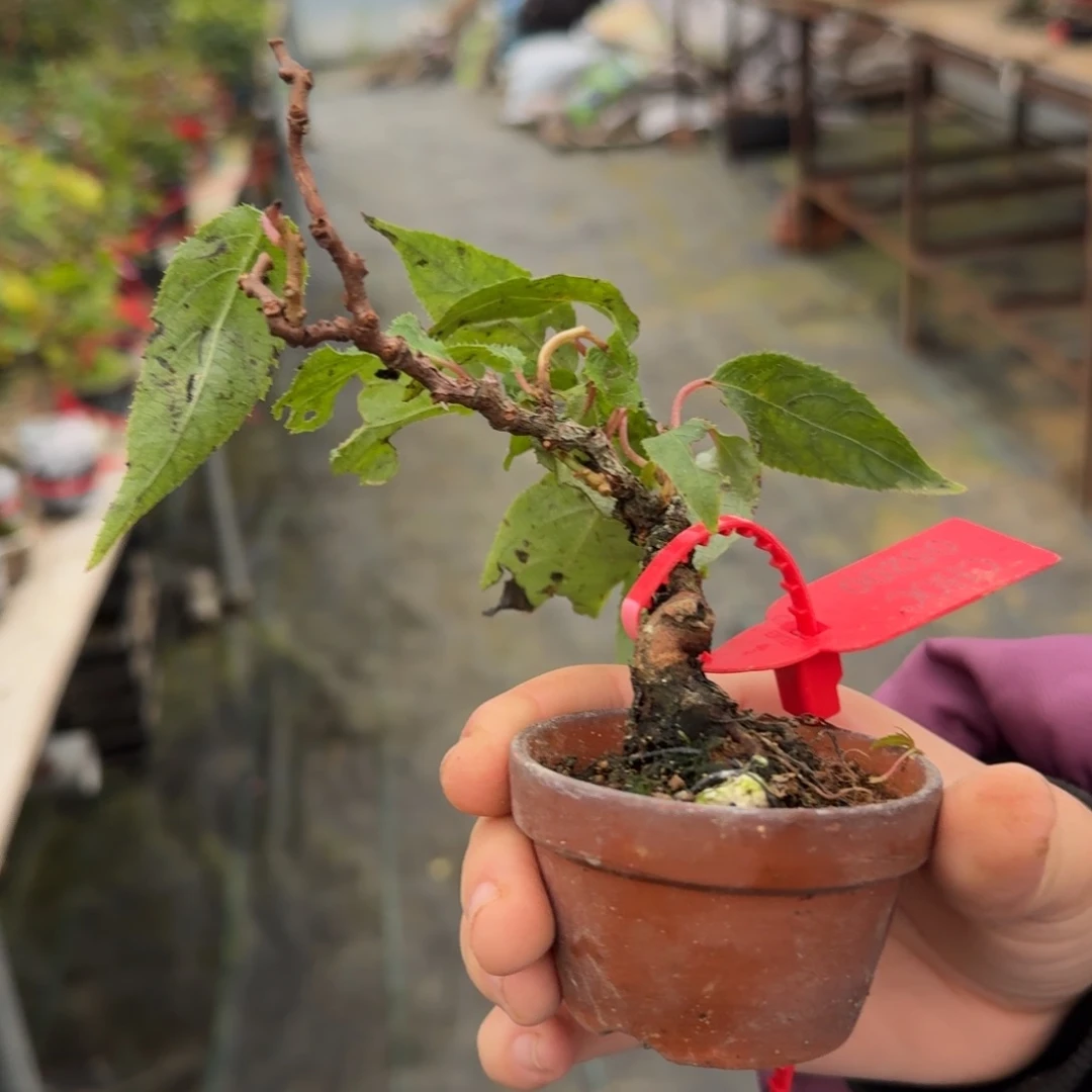 盆景不包邮?5200