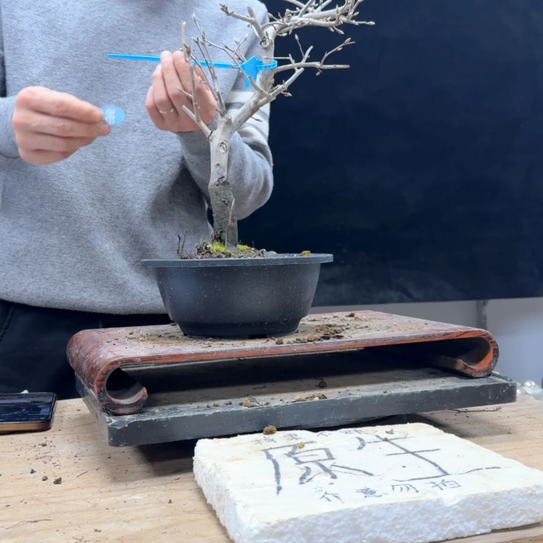 【闪购商品】盆景山**艺696