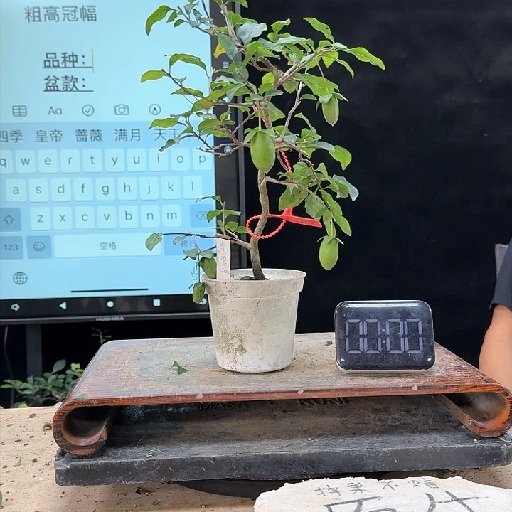 盆景不包邮园**化469