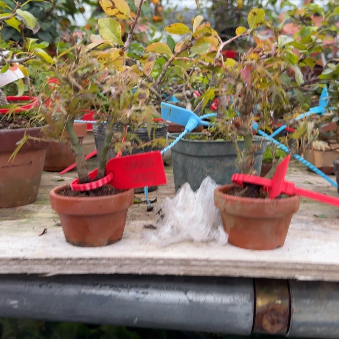 盆景不包邮?46 47