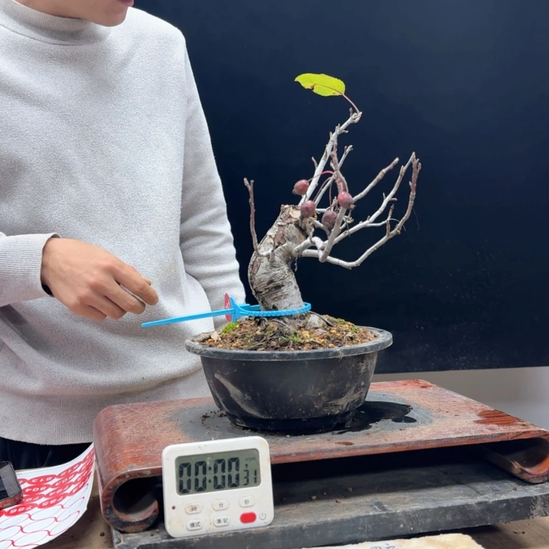 【闪购商品】盆景锦**州781