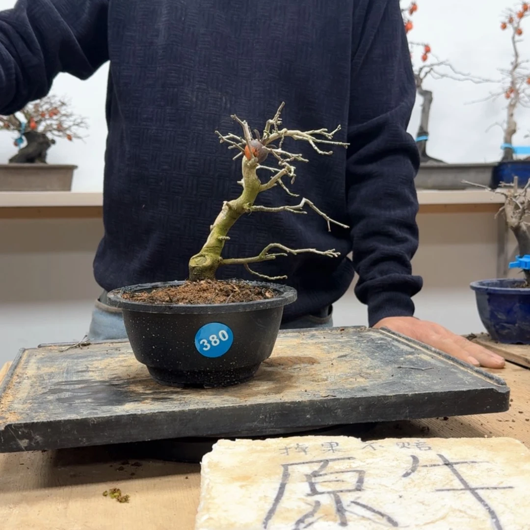 【闪购商品】盆景黑*白380