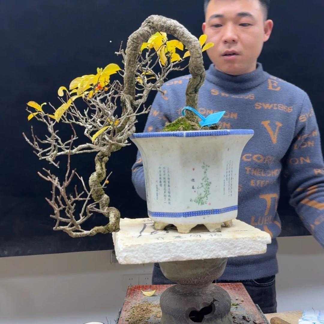 【闪购商品】盆景暇*居555