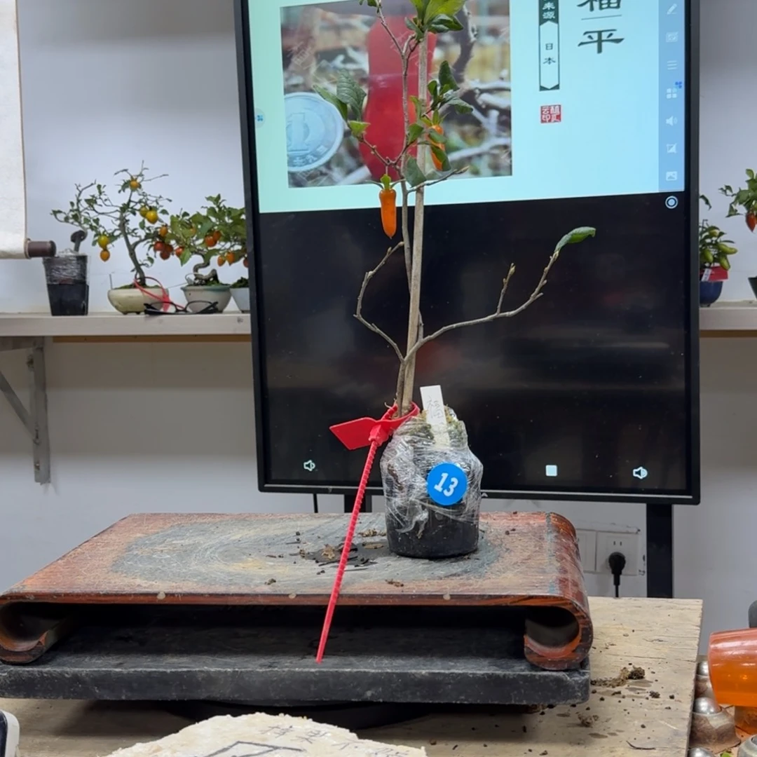 盆景不包邮抖**音13