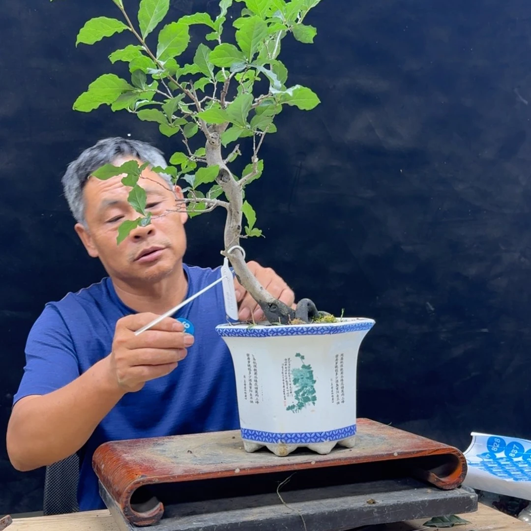 盆景不包邮好**果826