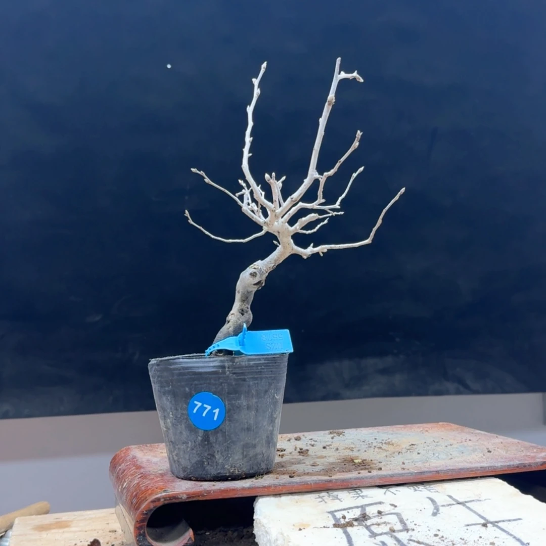 【闪购商品】盆景逆**行771