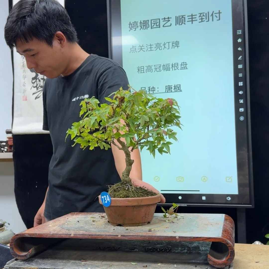 盆景不包邮一*734
