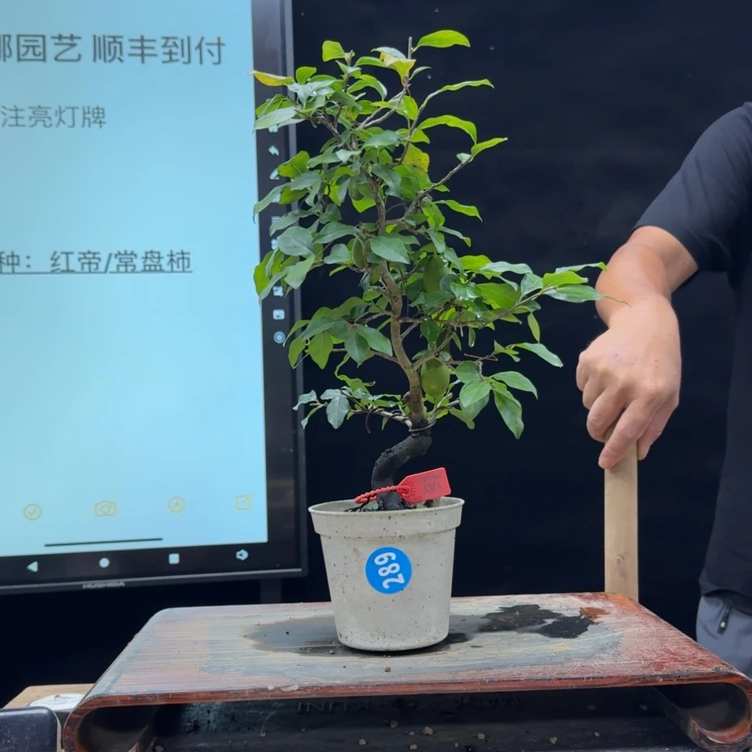 盆景不包邮路***岸289