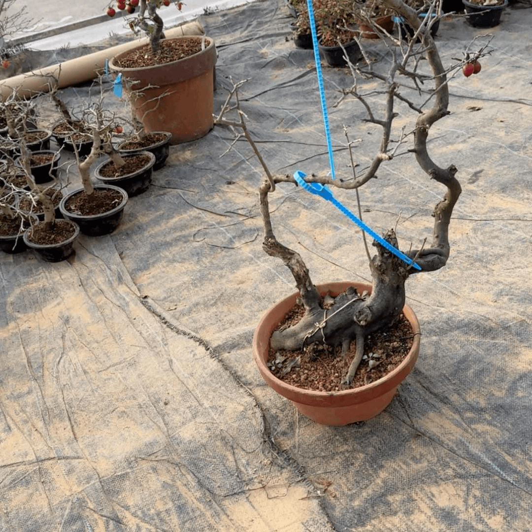 【闪购商品】盆景湘****林