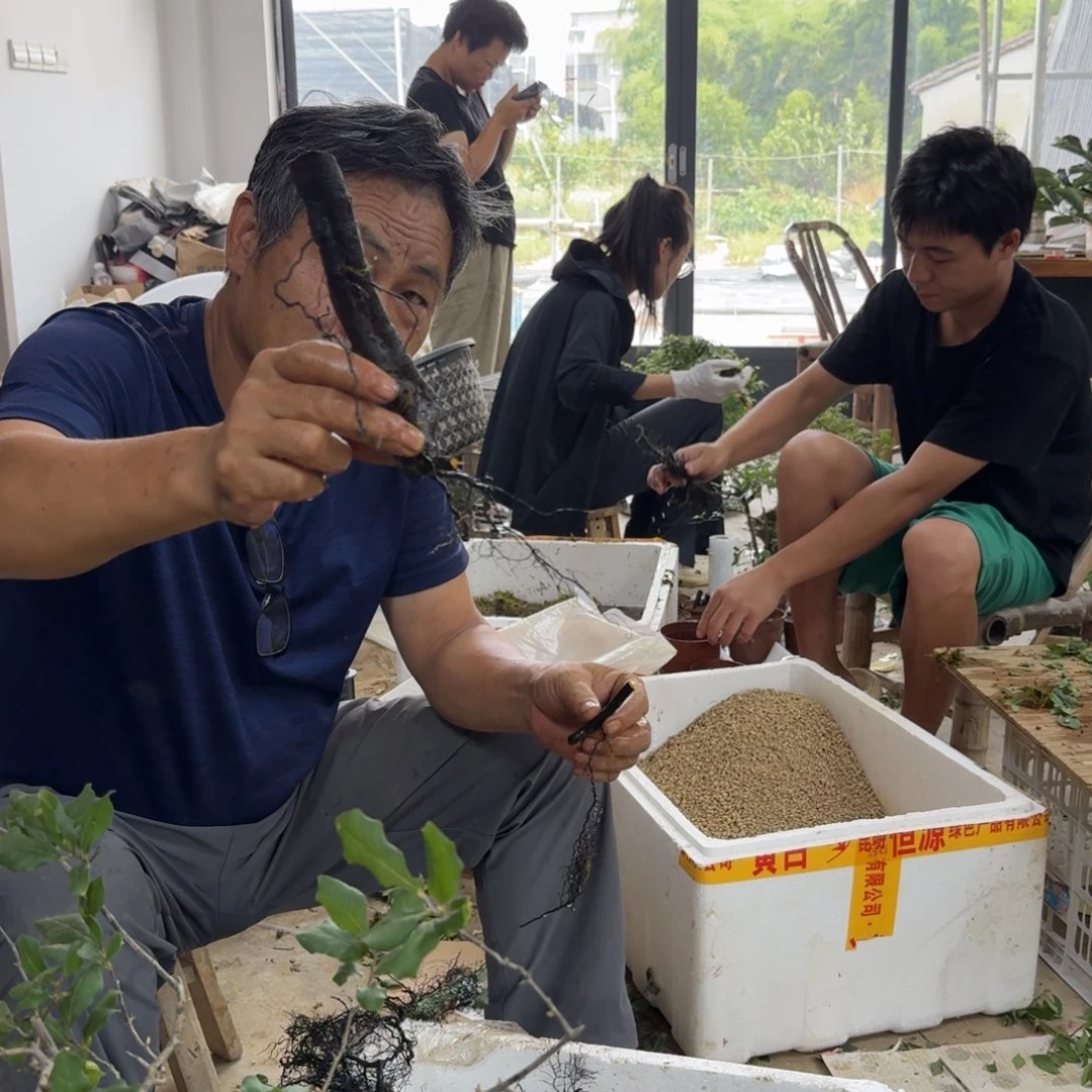 盆景不包邮树*768