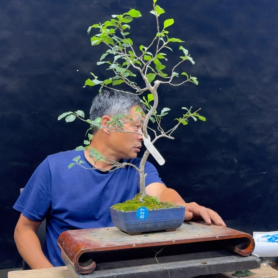 盆景不包邮萃*堂827