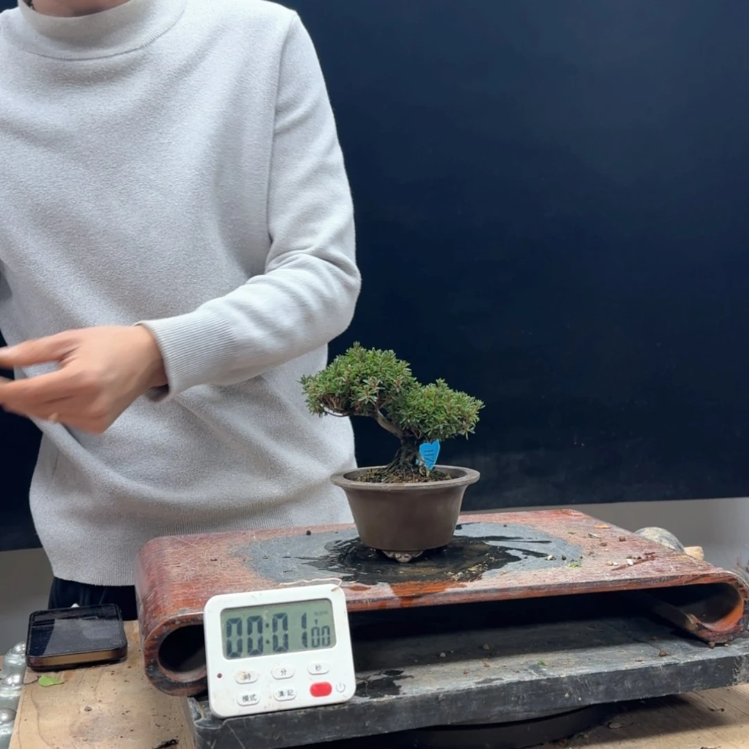 【闪购商品】盆景脑*787