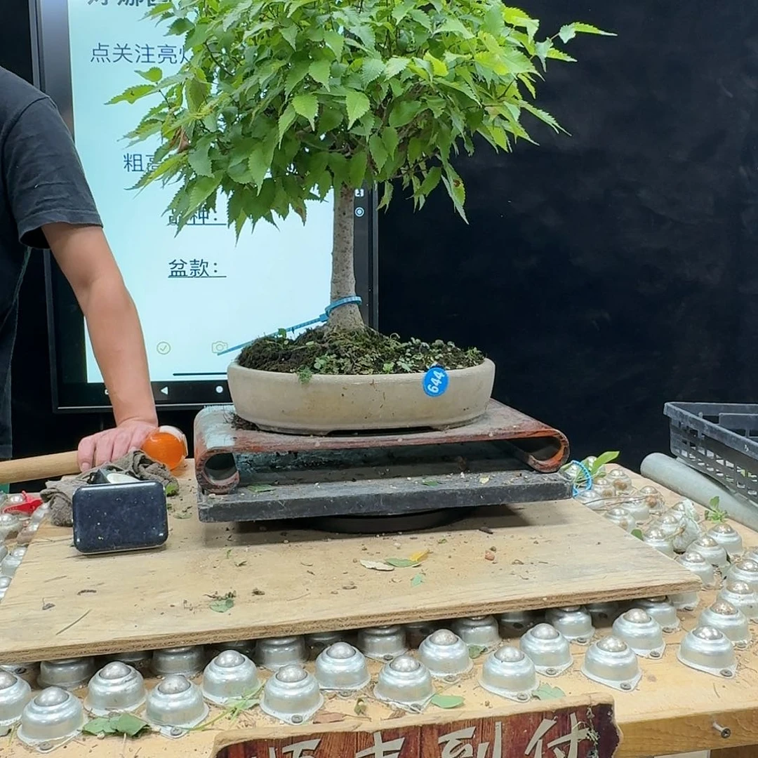 盆景不包邮老**行644