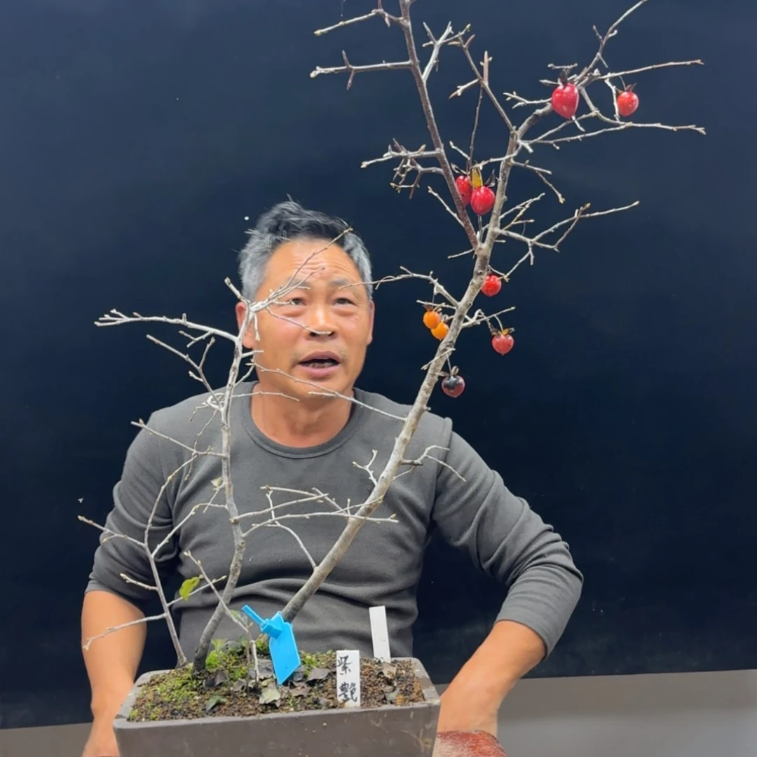 【闪购商品】盆景鑫*阁611