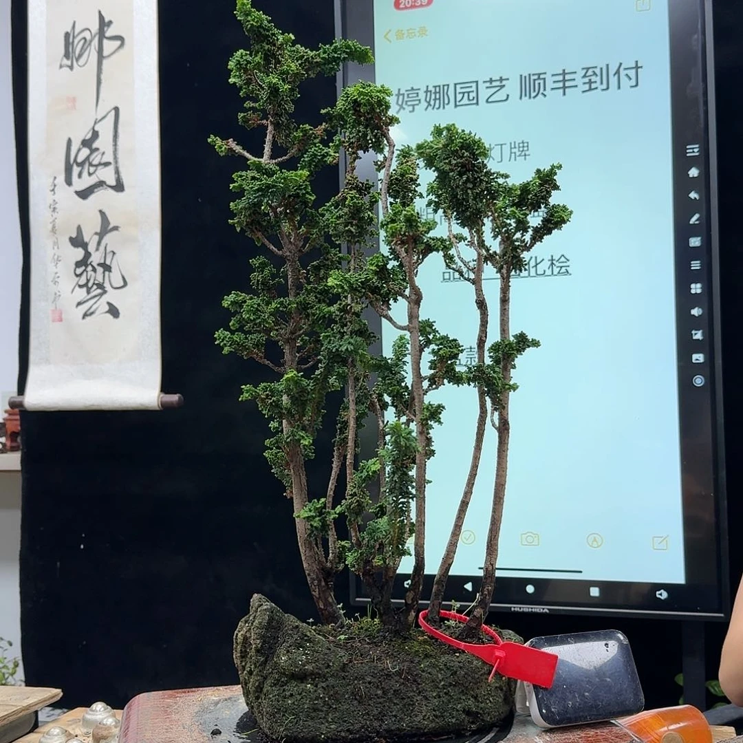 盆景不包邮B**N791