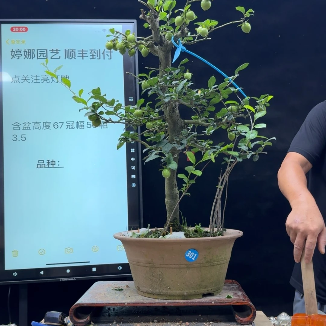 盆景不包邮多*鸭301