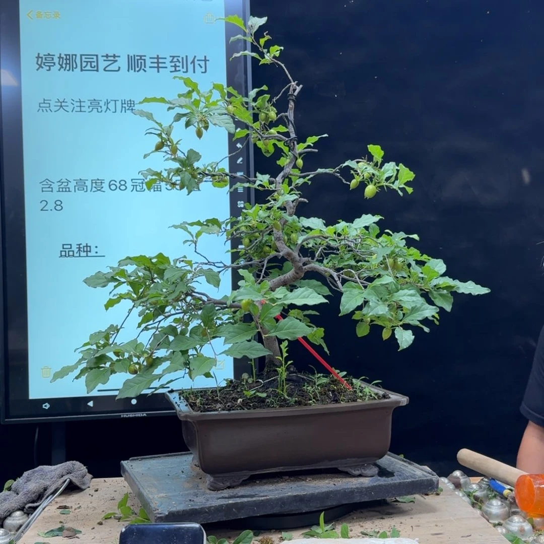 盆景不包邮金**纱315