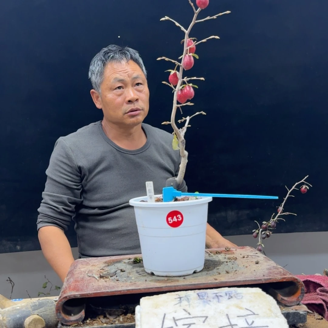 【闪购商品】盆景鑫*阁543