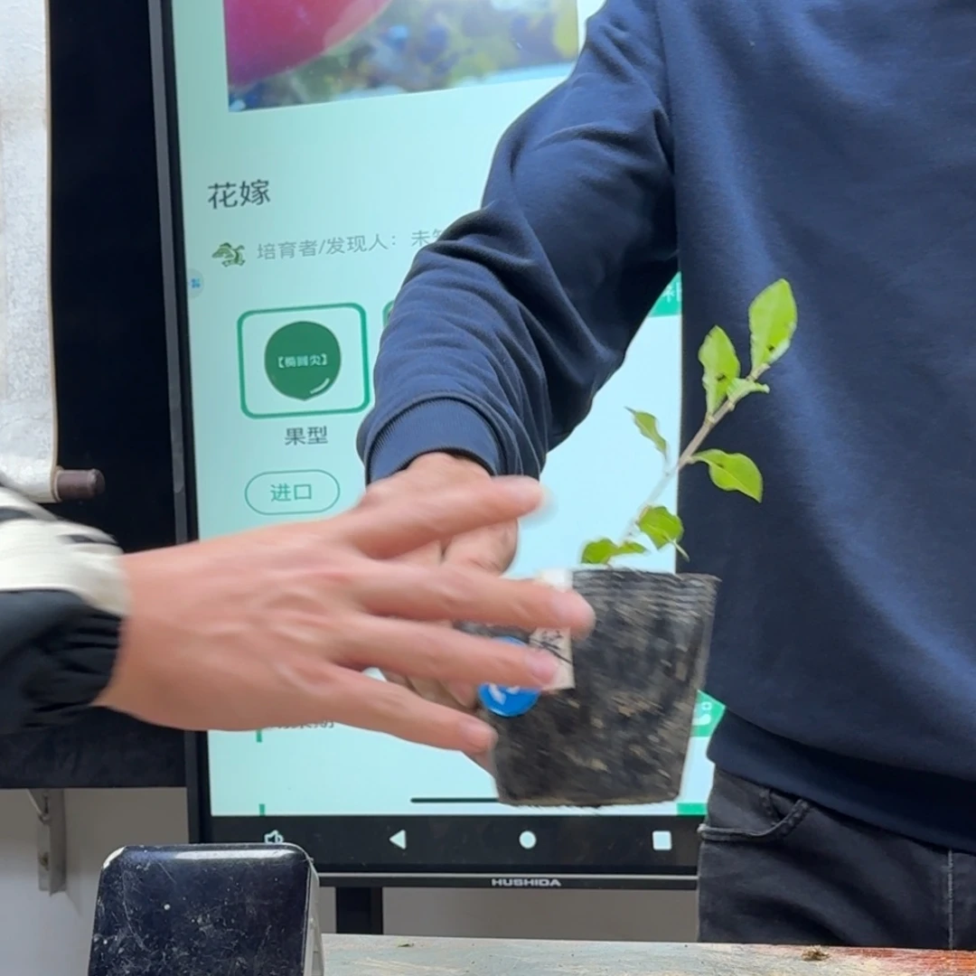 盆景不包邮瓶****2161