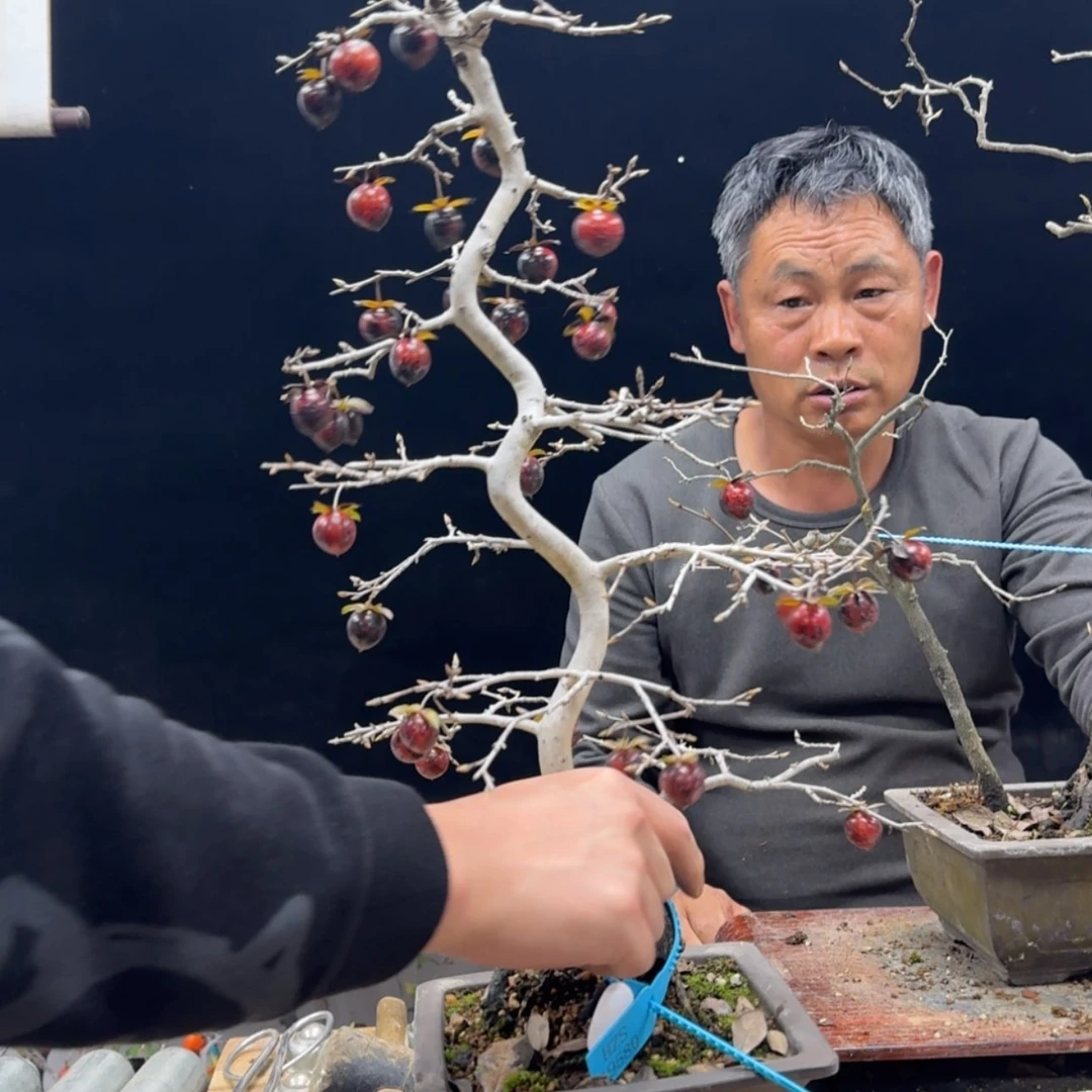 【闪购商品】盆景合*人396