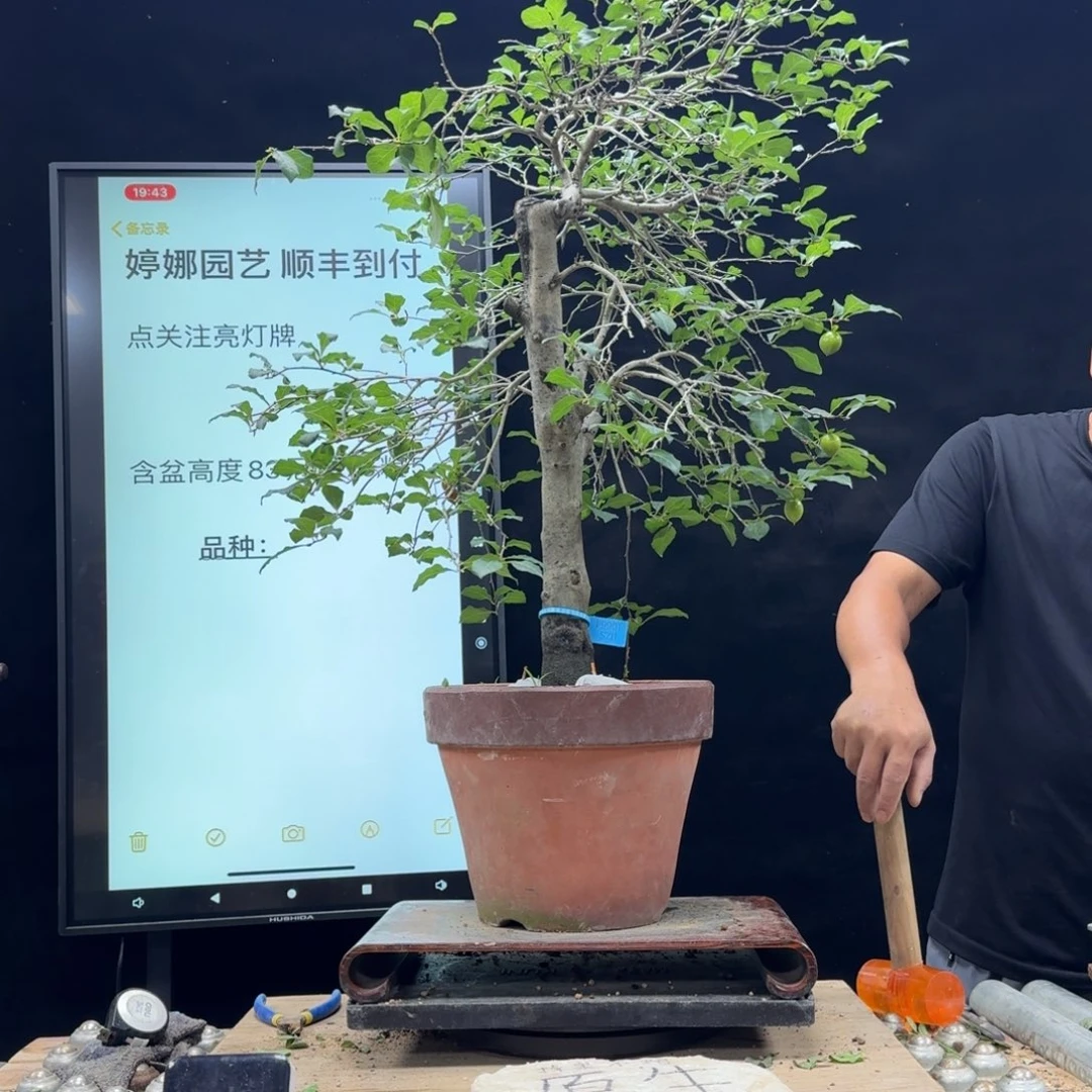 盆景不包邮馍*，296