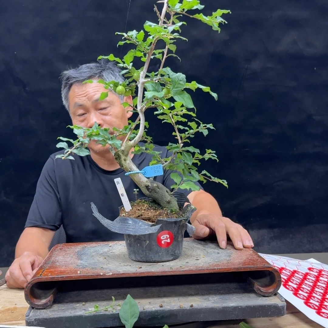 盆景不包邮沅***园29