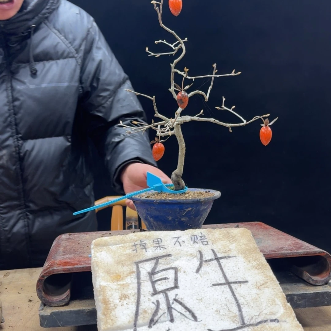 【闪购商品】盆景逆**行658