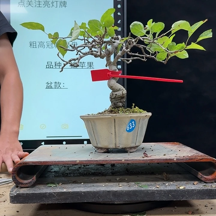 盆景不包邮澄*633