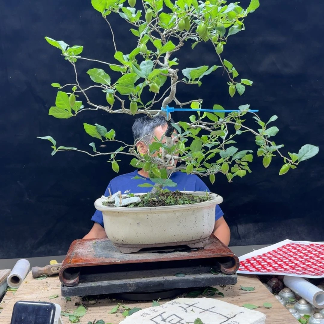 盆景不包邮金**纱3