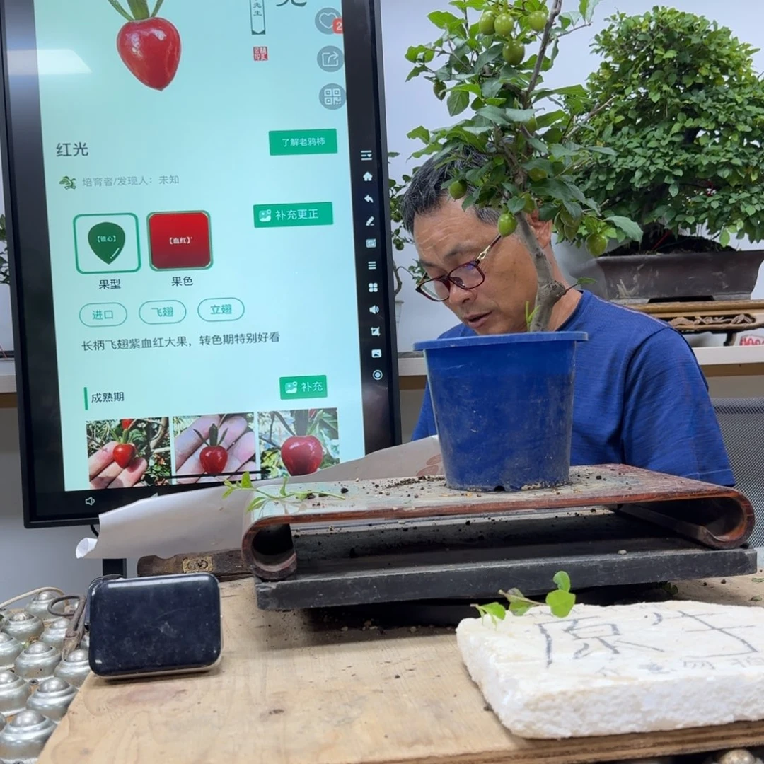 盆景不包邮多*鸭292