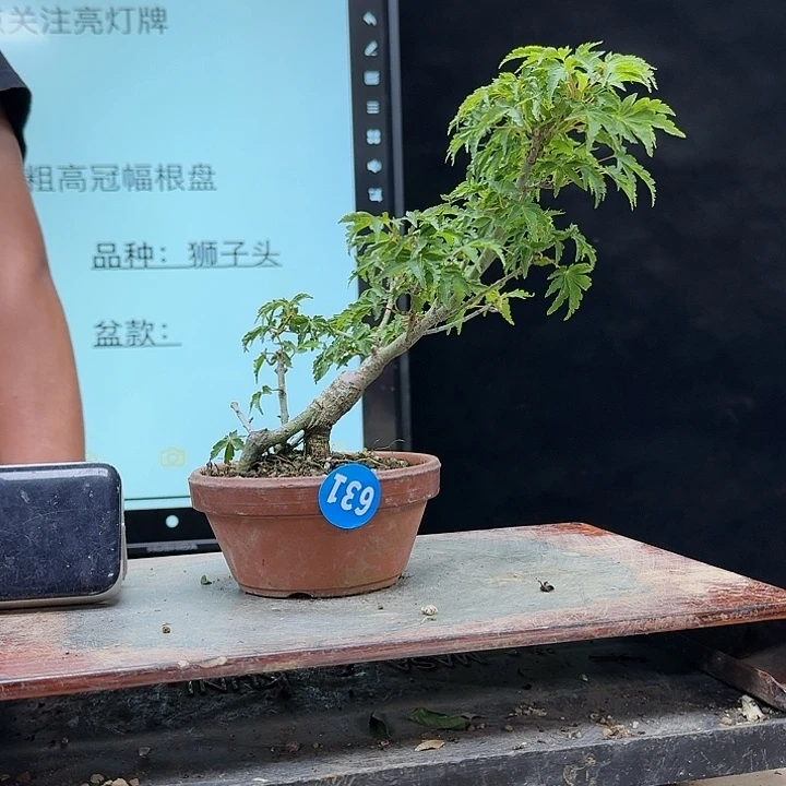 盆景不包邮脑*631