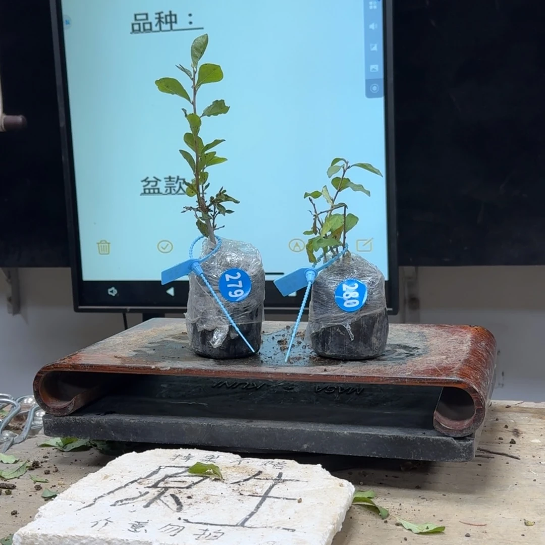 盆景不包邮红*279 280