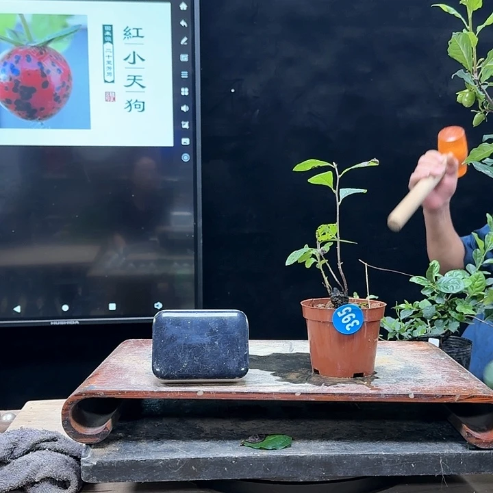 盆景不包邮?****愉395