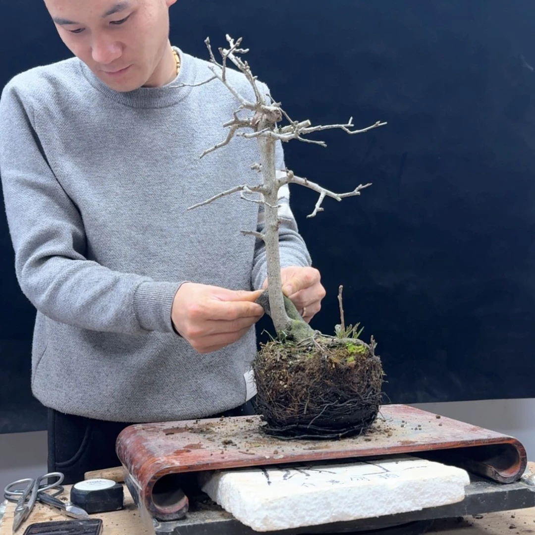 【闪购商品】盆景丫****往873
