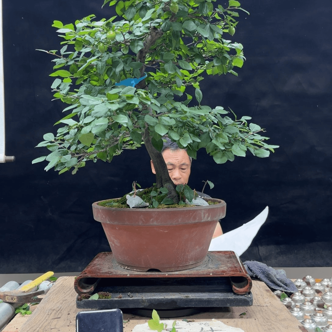 盆景不包邮越**兴166