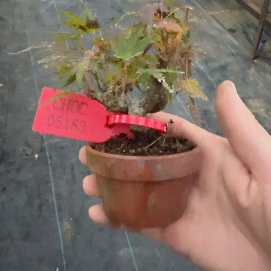 盆景不包邮?***5183