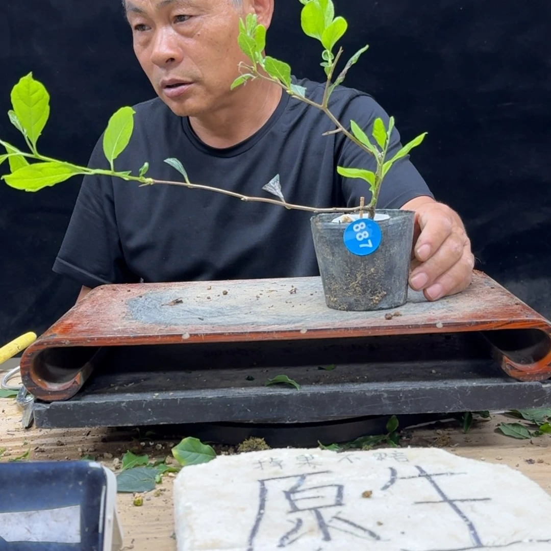 盆景不包邮沅***柿887