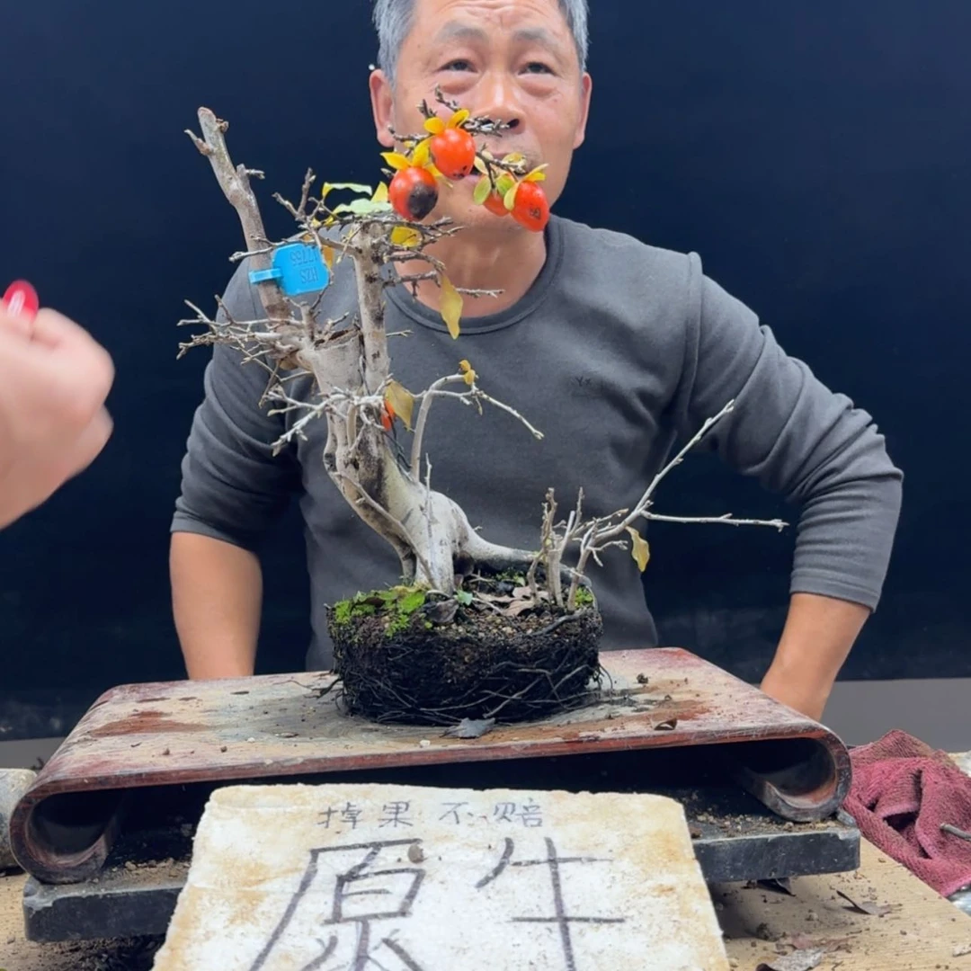 【闪购商品】盆景泽*599