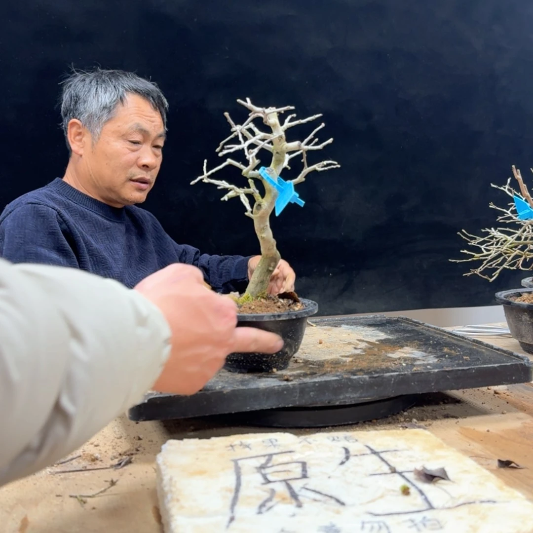 【闪购商品】盆景三**禾324