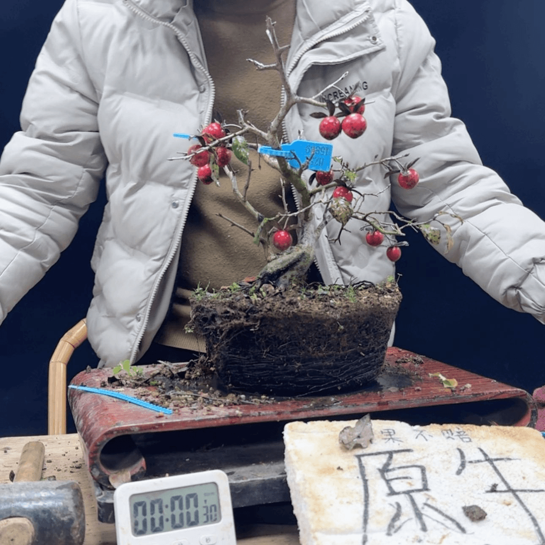 【闪购商品】盆景安**生901