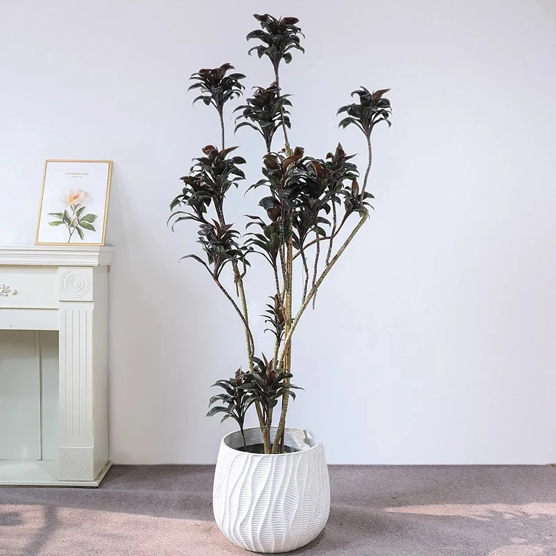 娃娃朱蕉红叶绿植客厅大型盆栽老桩黑吸甲醛办公室内耐阴好养植物