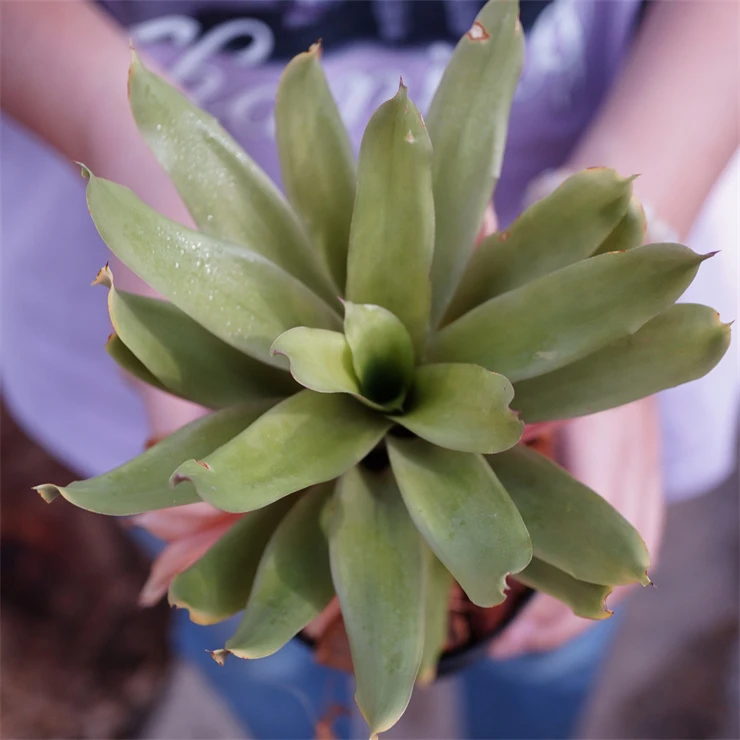 Aechmea .'Stalker' 盯梢者 中型积水凤梨18左右宽