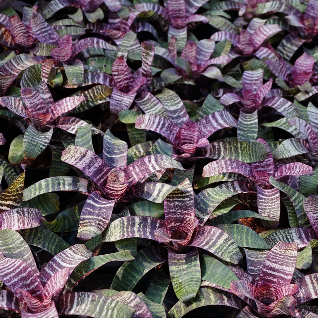 Vr.Red Chestnut V属大型积水凤梨 红栗子 30cm 左右 中号