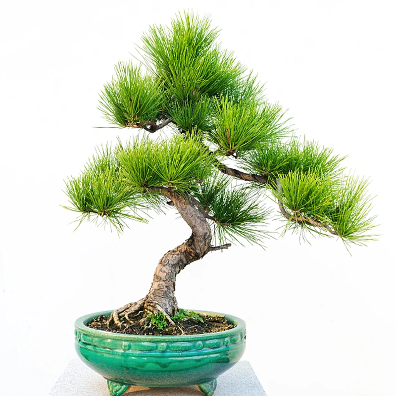 松柏杂木花卉盆景庭院别墅造型高端盆景 一树一拍