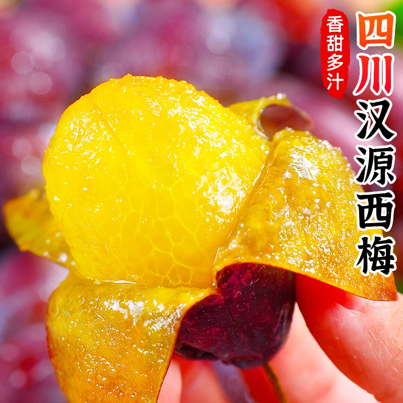 【酸甜爽口】四川汉源蓝蜜西梅1-5斤新鲜现摘现发高山种植应季水果