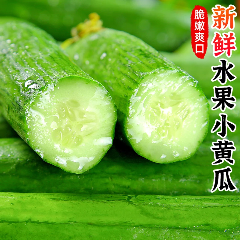 【清脆爽口】新鲜生吃水果黄瓜1-5斤多汁小黄瓜青瓜蔬菜水果青瓜