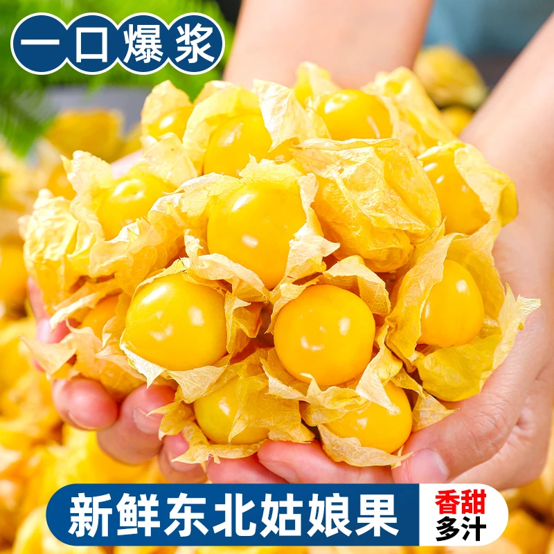 【香甜多汁】东北姑娘果1-5斤装当季水果新鲜菇娘果灯笼果菇茑果