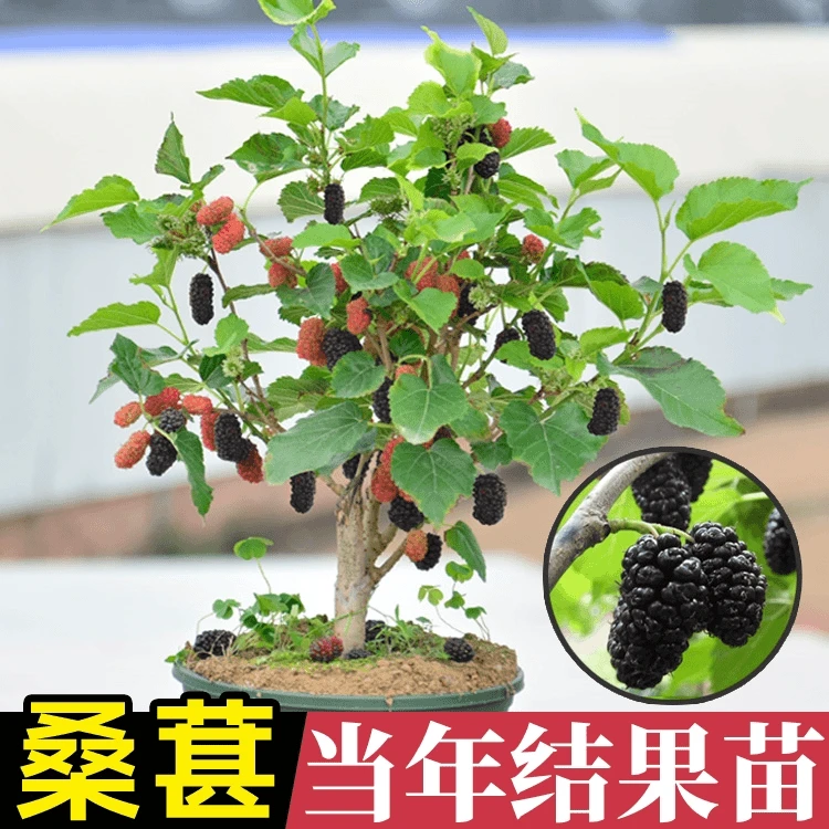 桑树苗无籽十大桑苗盆栽黑桑葚苗南北方种地栽耐寒果桑苗当年结果