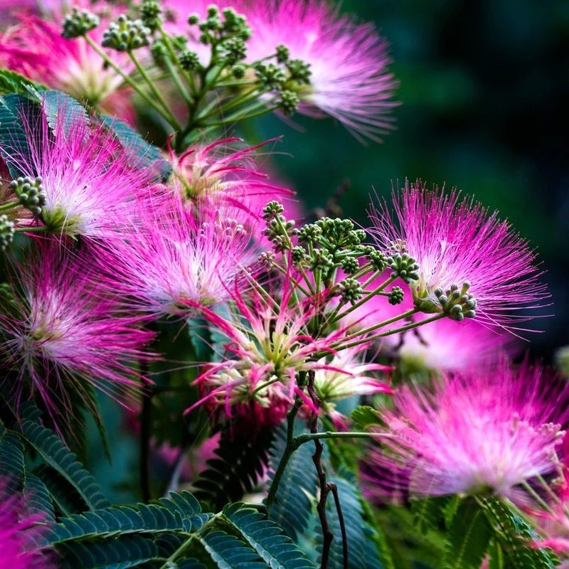 合欢树苗绒花树苗芙蓉花树苗庭院盆栽地栽景观树风景树花卉合欢树